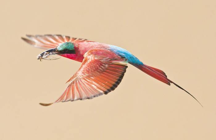 Southern Carmine Bee-eater shutterstock_139468946.jpg