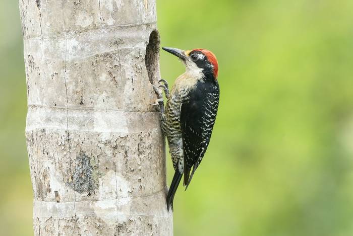 Black-cheeked Woodpecker, Laguna de Lagarto, Costa Rica, 1 April 2022, KEVIN ELSBY FRPS.jpg