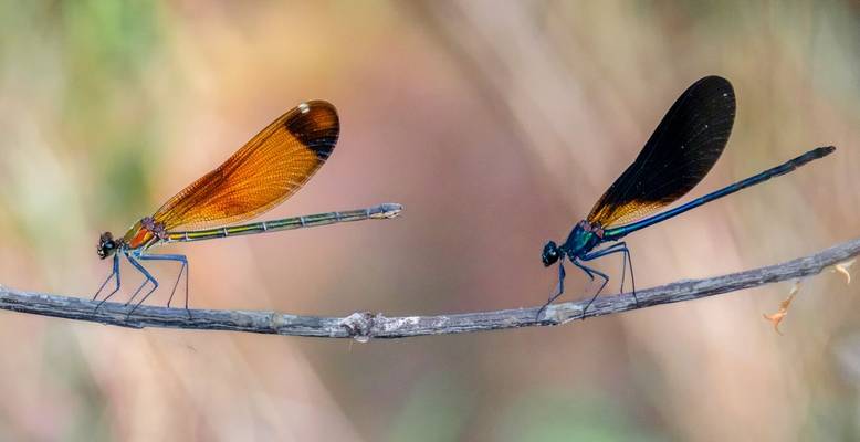 Copper Demoiselles (Calopterix haemorrhoidalis) Ann Miles