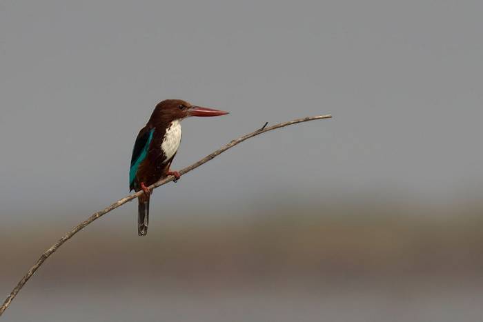 White-throated Kingfisher