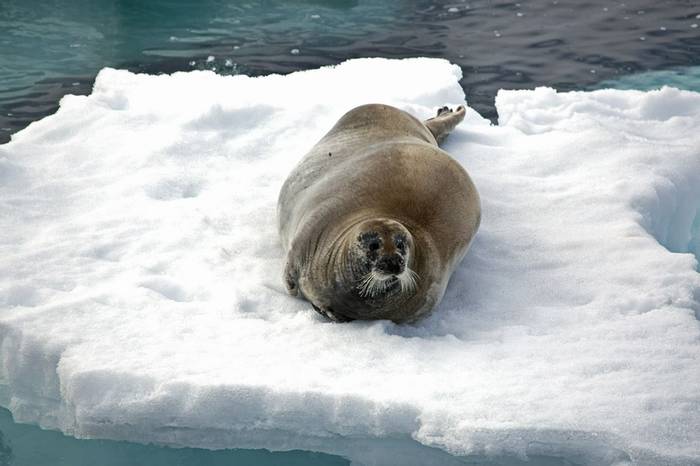 Bearded Seal (Robin Couchman)