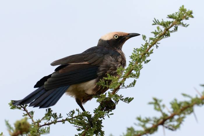 White-crowned Starling