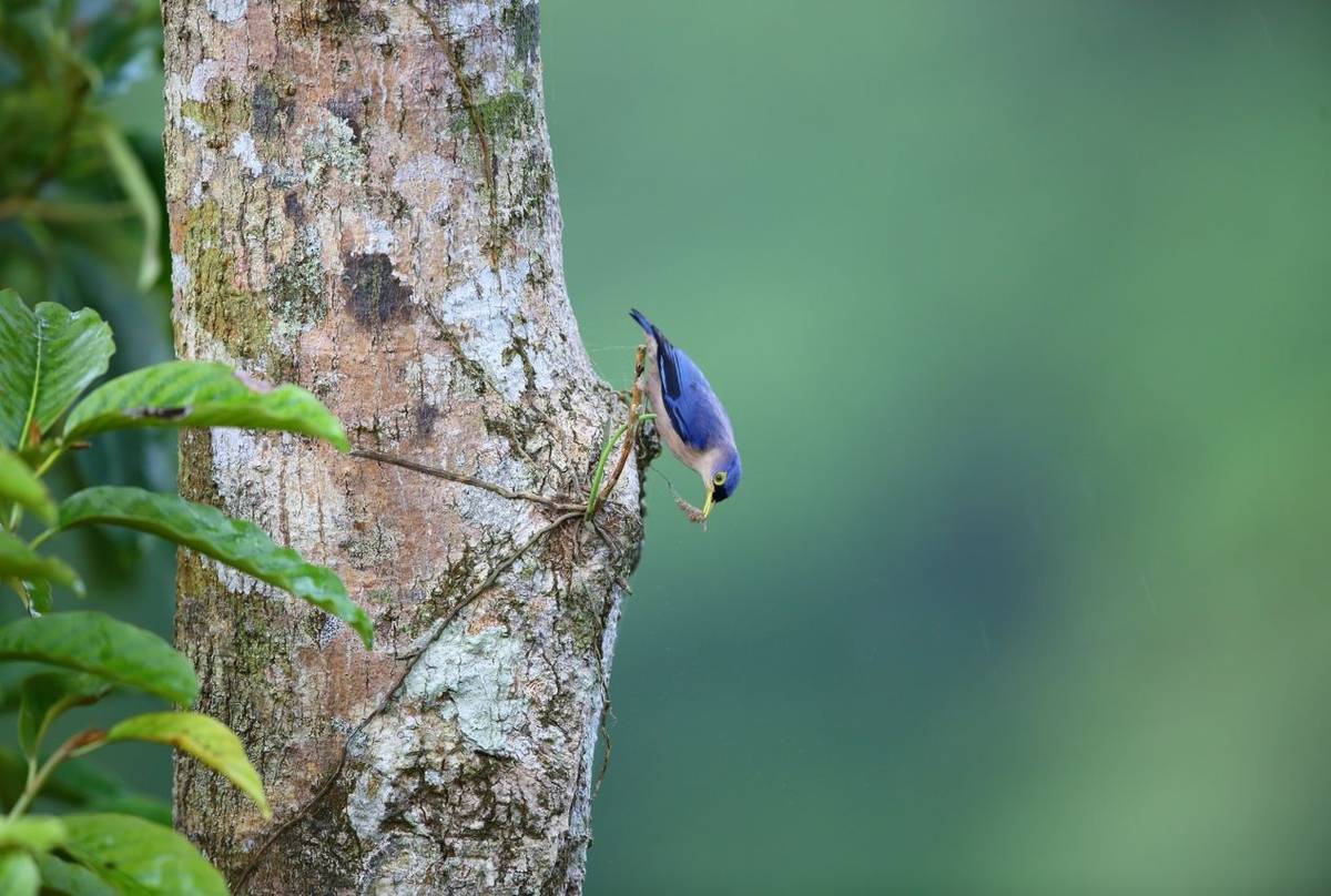 Sulphur-billed Nuthatch