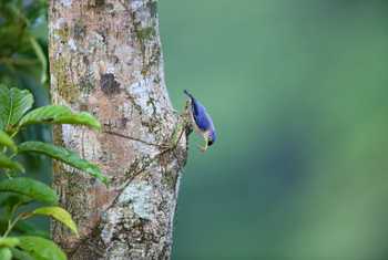 Sulphur-billed Nuthatch