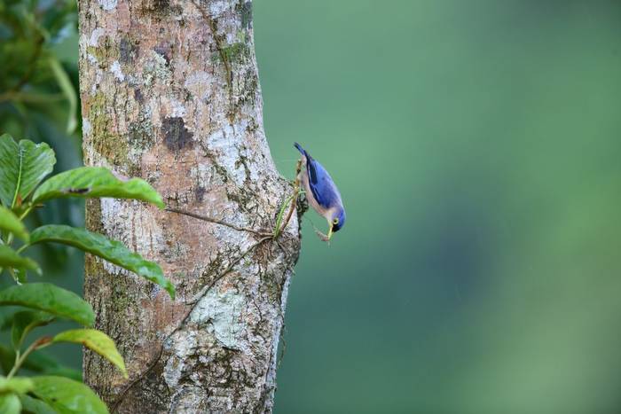 Sulphur-billed Nuthatch