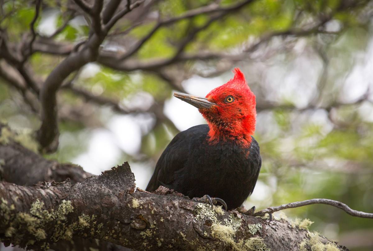 Magellanic Woodpecker, Argentina shutterstock_629979749.jpg