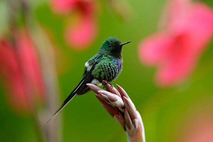 Green Thorntail hummingbird, Costa Rica shutterstock_241274074.jpg