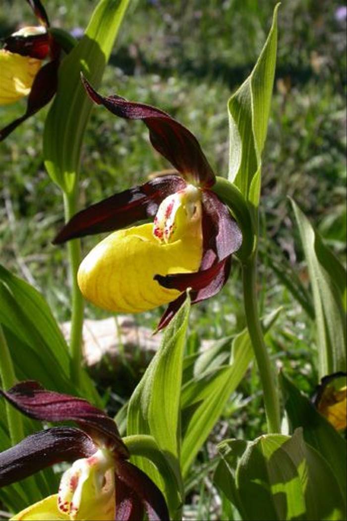 Lady's Slipper Orchid (Dawn Balmer)