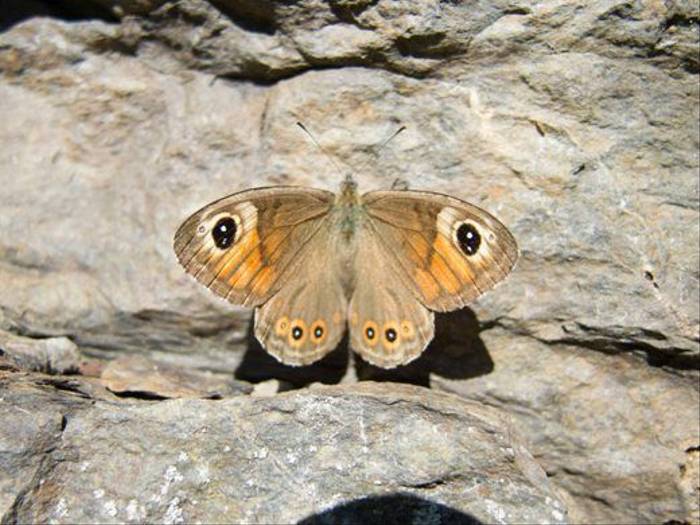 Large Wall Brown
