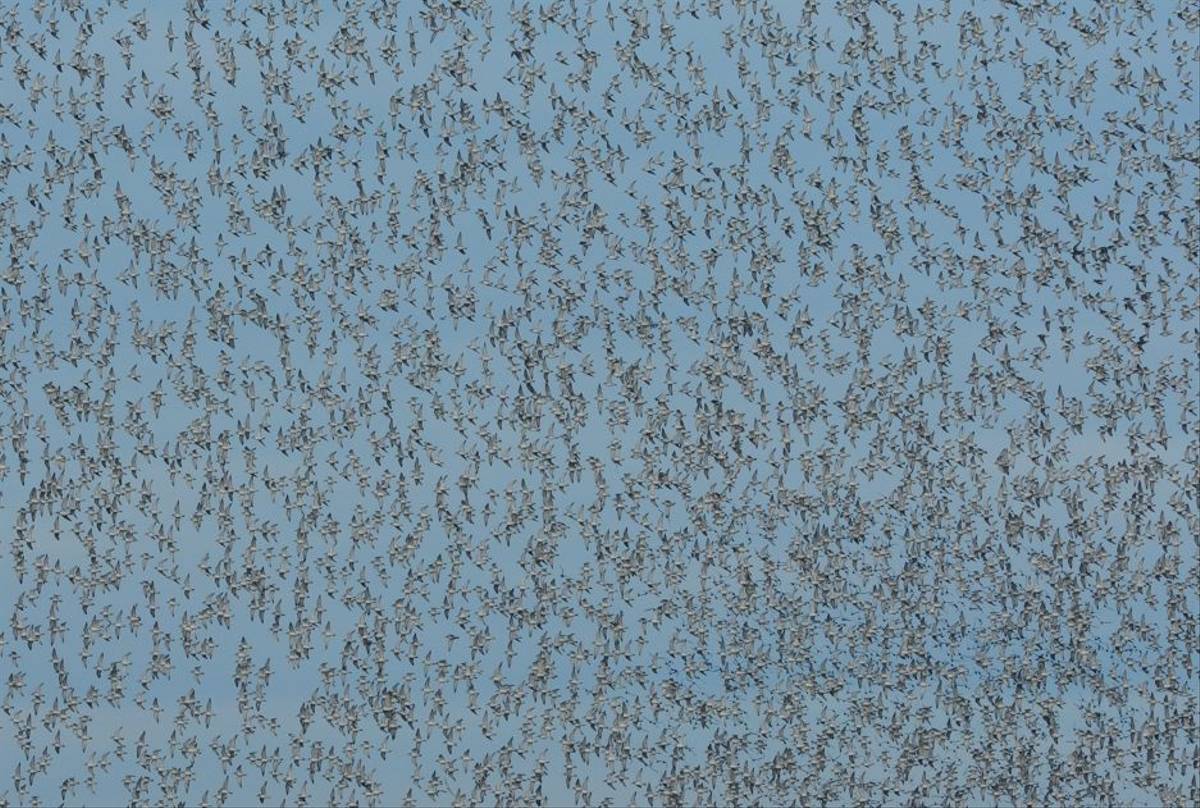 Waders, Norfolk, UK shutterstock_1717352995.jpg