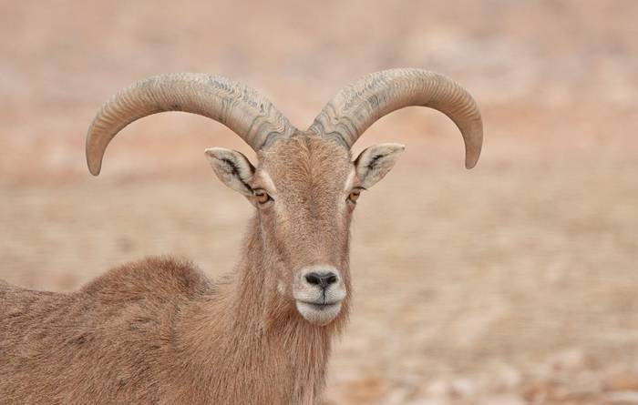 Aoudad © Martin Pitt, January 2025 tour