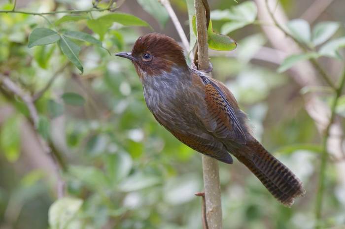 Taiwan Barwing © participant Alex Kozlenkov, March 2025