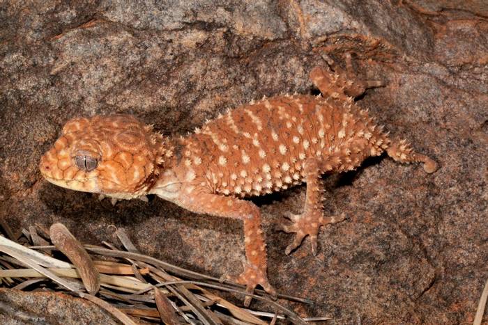 Centralian Rough Knob-tail Gecko (Nephrurus amyae) Alice Springs © Steve Wilson