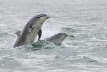Bottlenose Dolphins shutterstock_780395086.jpg