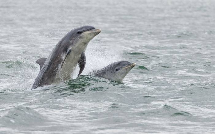 Bottlenose Dolphins shutterstock_780395086.jpg