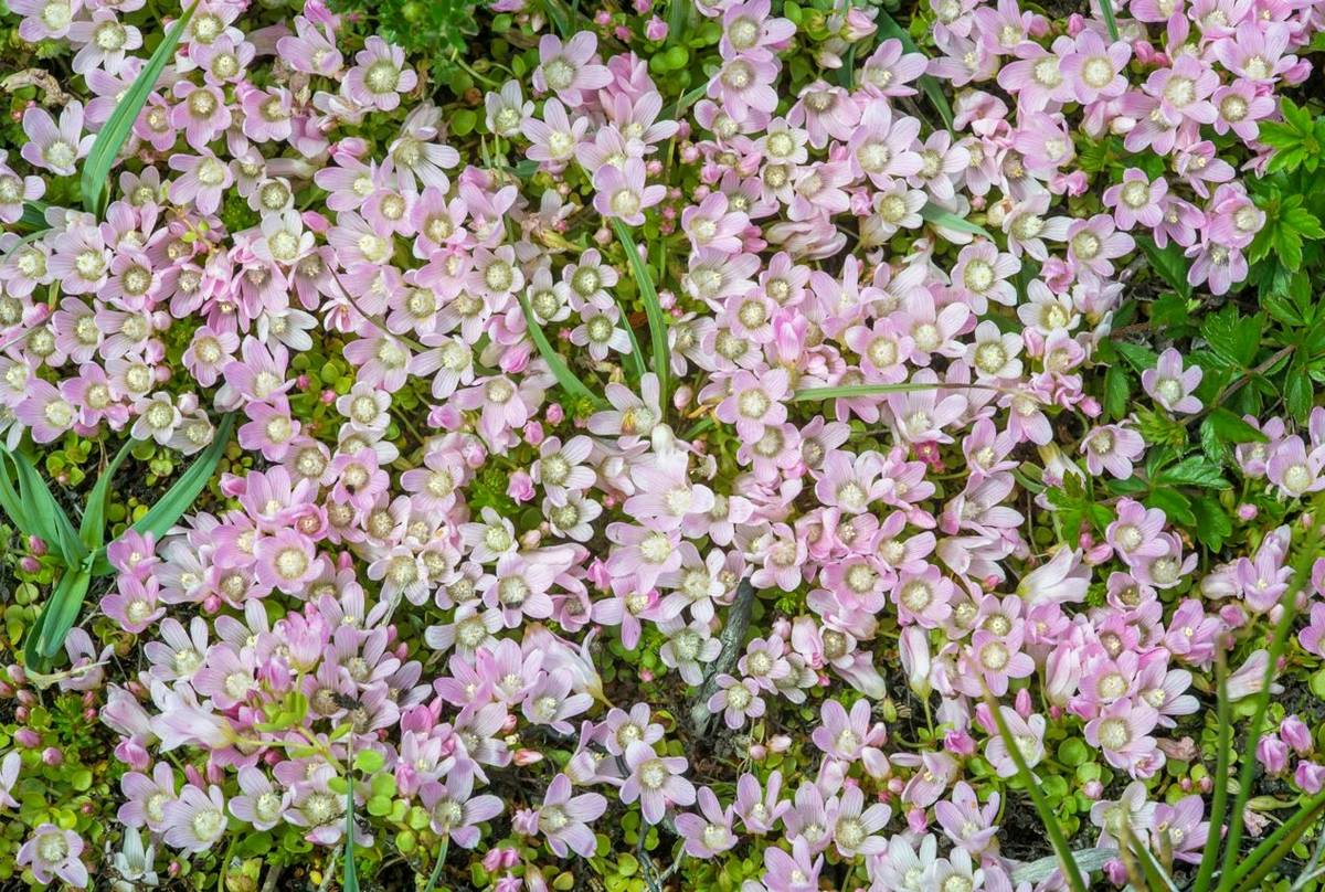 Bog-Pimpernel-shutterstock_1336517159.jpg