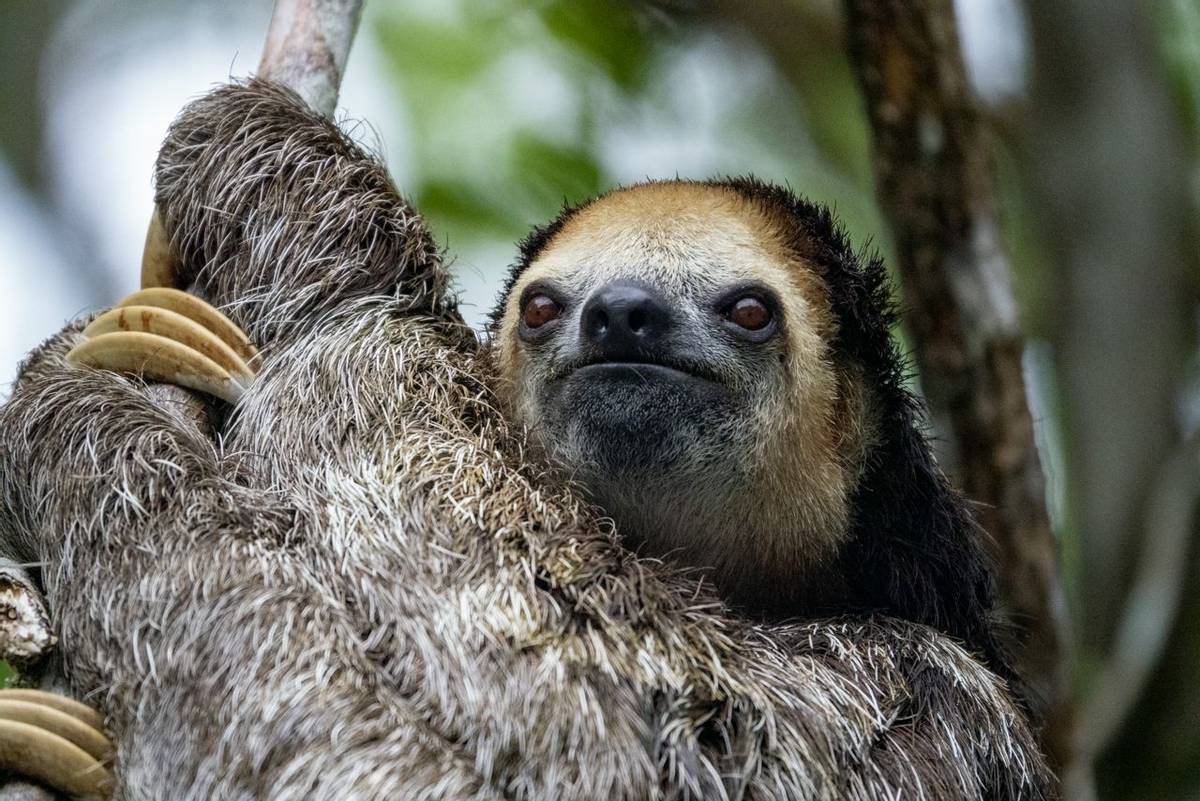 Three-toed sloth (Dick Lock)