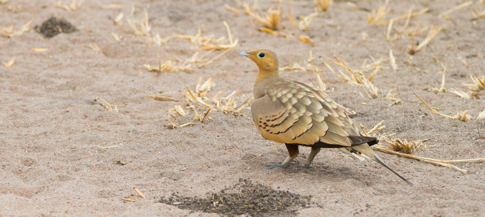 Chestnut Bellied Sandgrouse Shutterstock 476308474