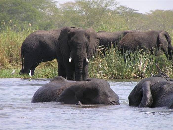 Elephants bathing (Thomas Mills)