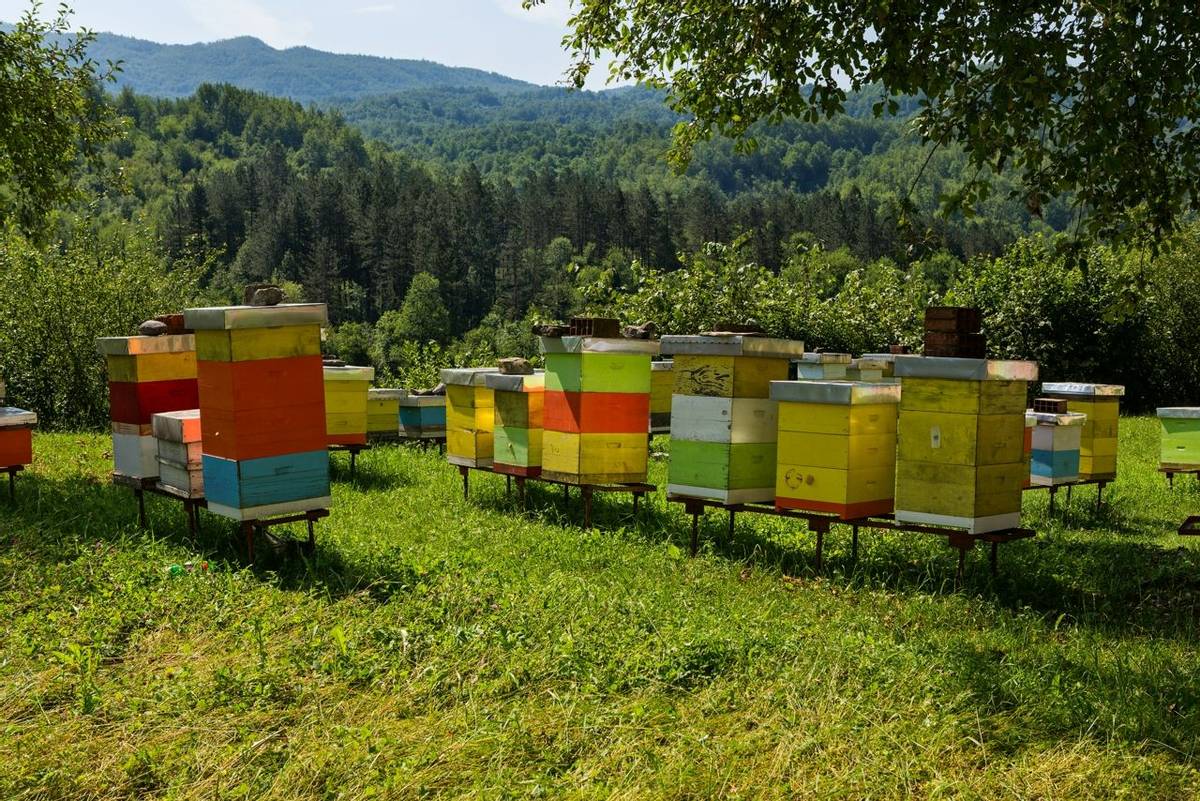 Wooden beehives in the forests of Montenegro