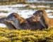 Wildlife - Otter family - AdobeStock_186729623.jpeg