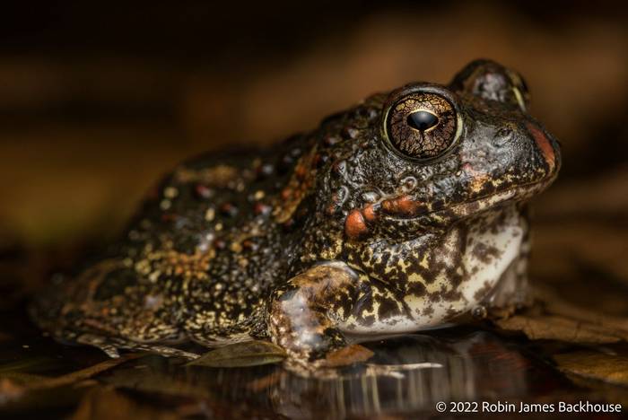 Cryptic Sand Frog (Tomopterna cryptotis) © Robin James Backhouse