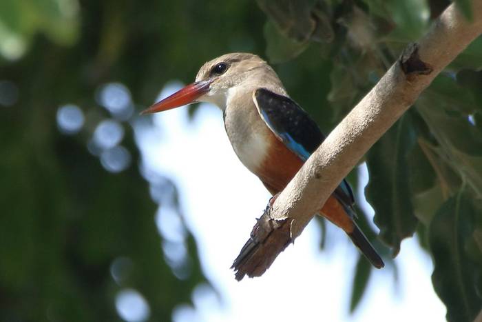 Grey-headed Kingfisher © Tim Young, November 2024 tour