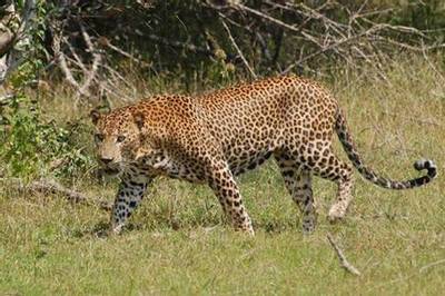 Leopard, Sri Lanka (Rob North)