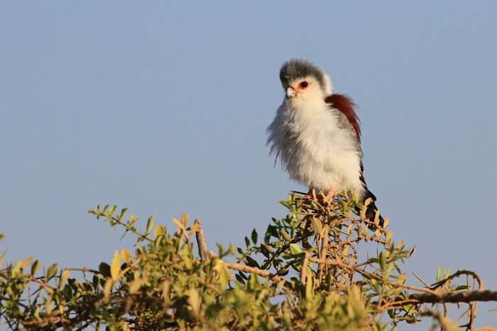 Pygmy Falcon