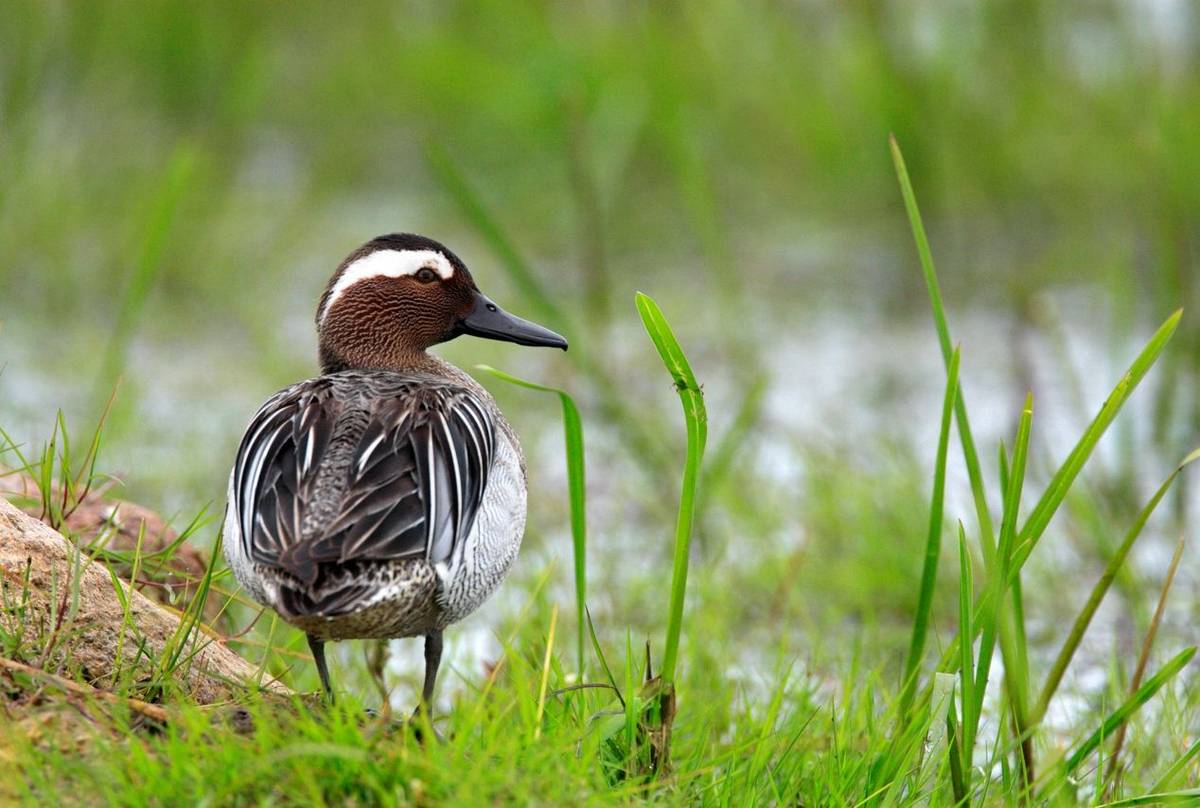 Garganey shutterstock_1014678508.jpg