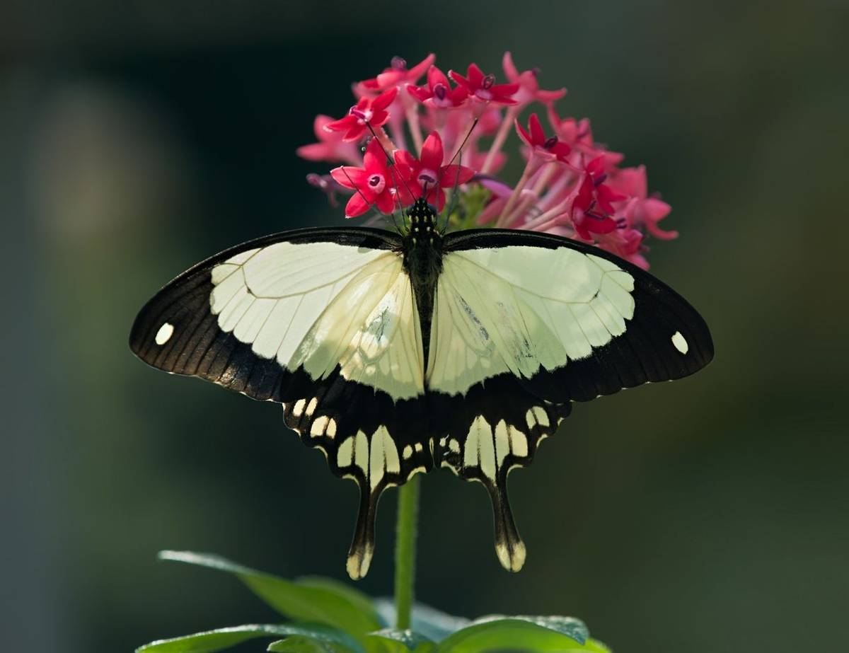 Mocker Swallowtail Butterfly, South Africa Shutterstock 169142249