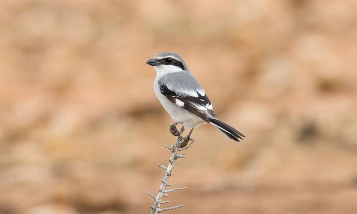 Great Grey Shrike ssp. koenigi, Fuerteventura © Brian Small.jpg