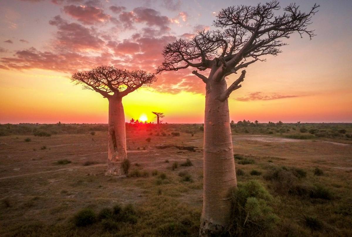 Baobab trees, Madagascar shutterstock_585908162.jpg