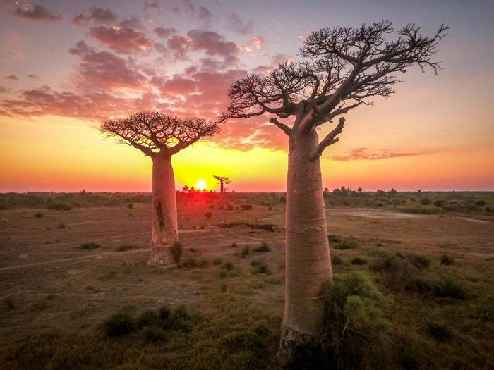 Baobab Madagascar shutterstock_585908162.jpg