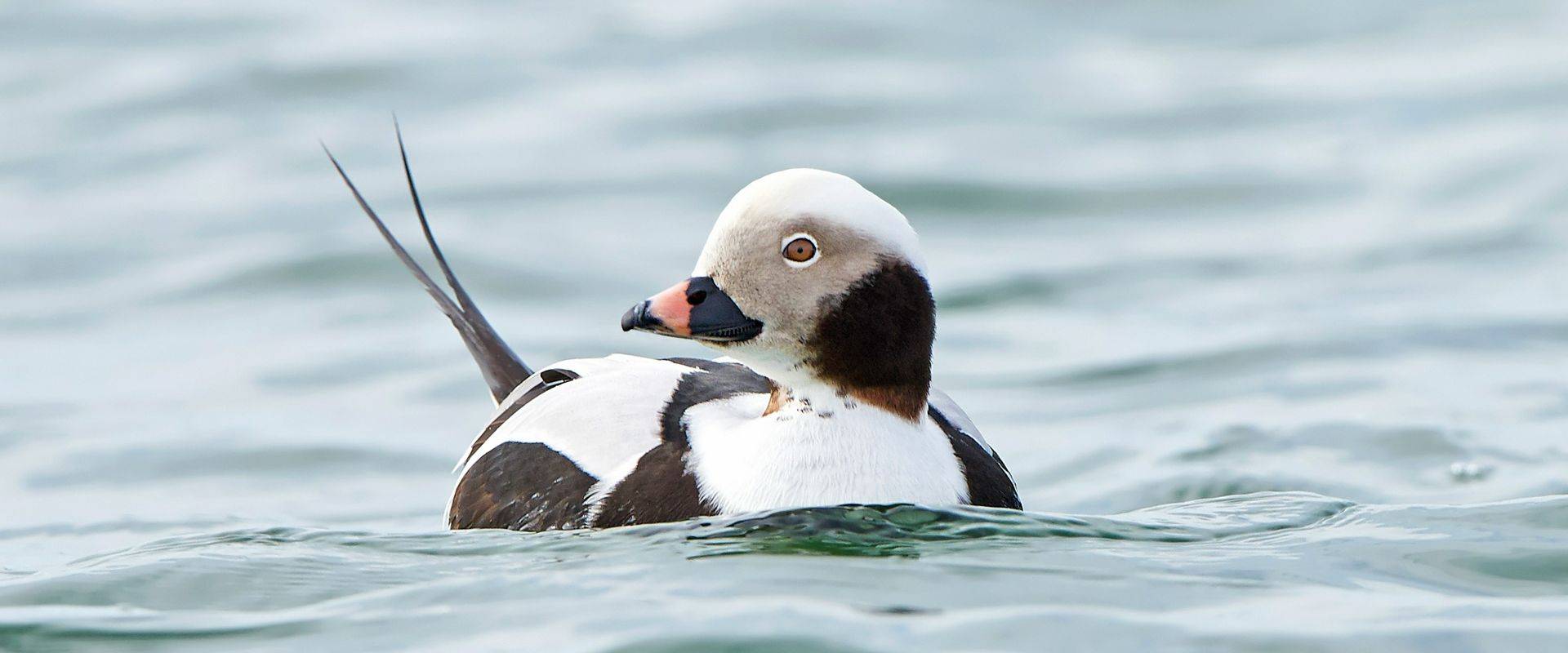 The 10 best birding sites in Europe