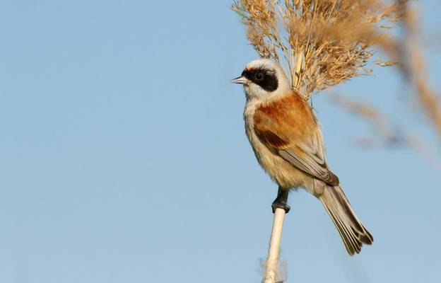 Penduline Tit shutterstock_1682680789.jpg