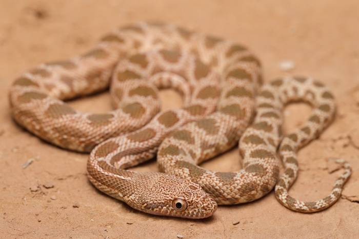 Diadem Snake (Spalerosophis dolichosphilus) © Dan Kane