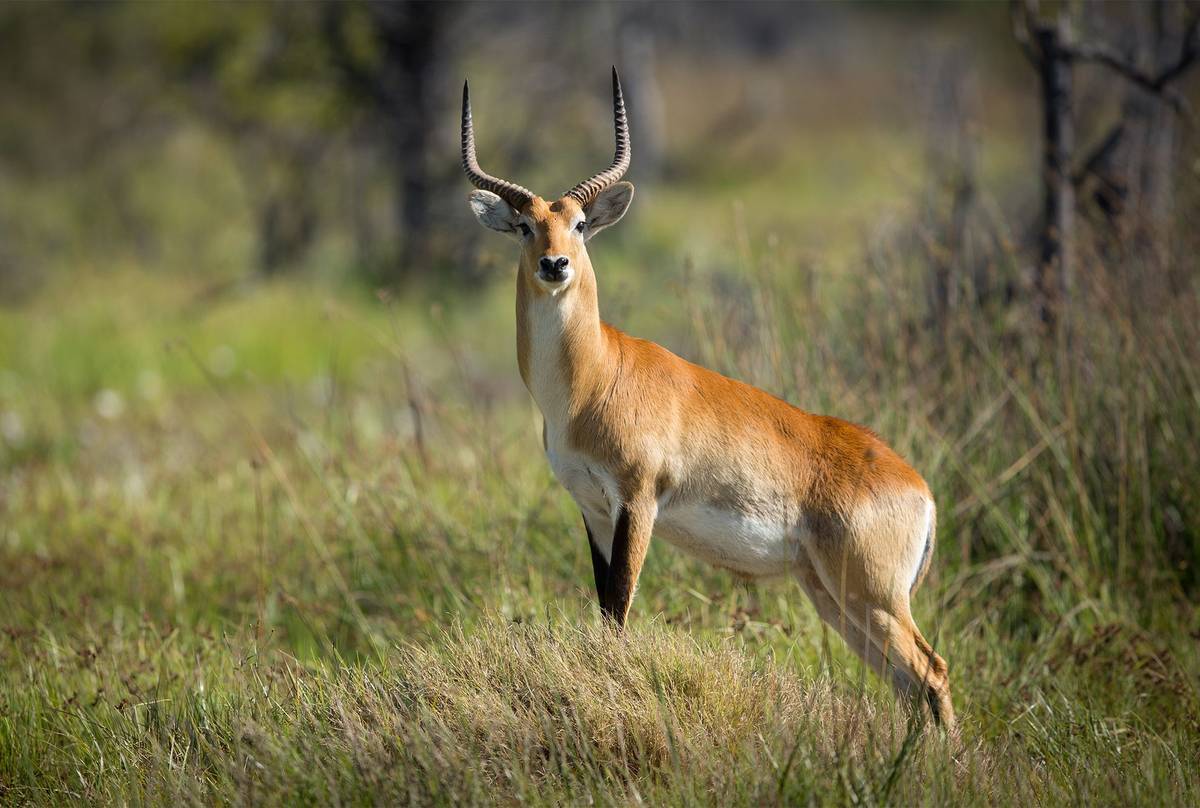 Red-Lechwe,-Botswana-shutterstock_384841885.jpg