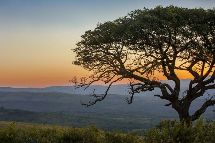 Marula Tree, Hluhluwe-iMfolozi National Park, KwaZulu-Natal, South Africa