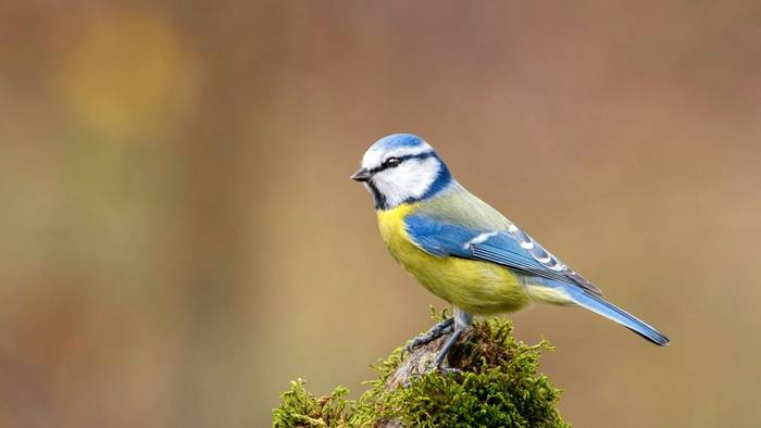 Blue Tit shutterstock_1890675424.jpg