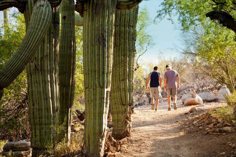 canyon-ranch-tucson-activities-hiking-trail-cactus.jpg