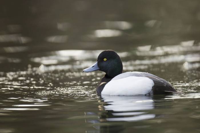 Greater Scaup shutterstock_511403494.jpg