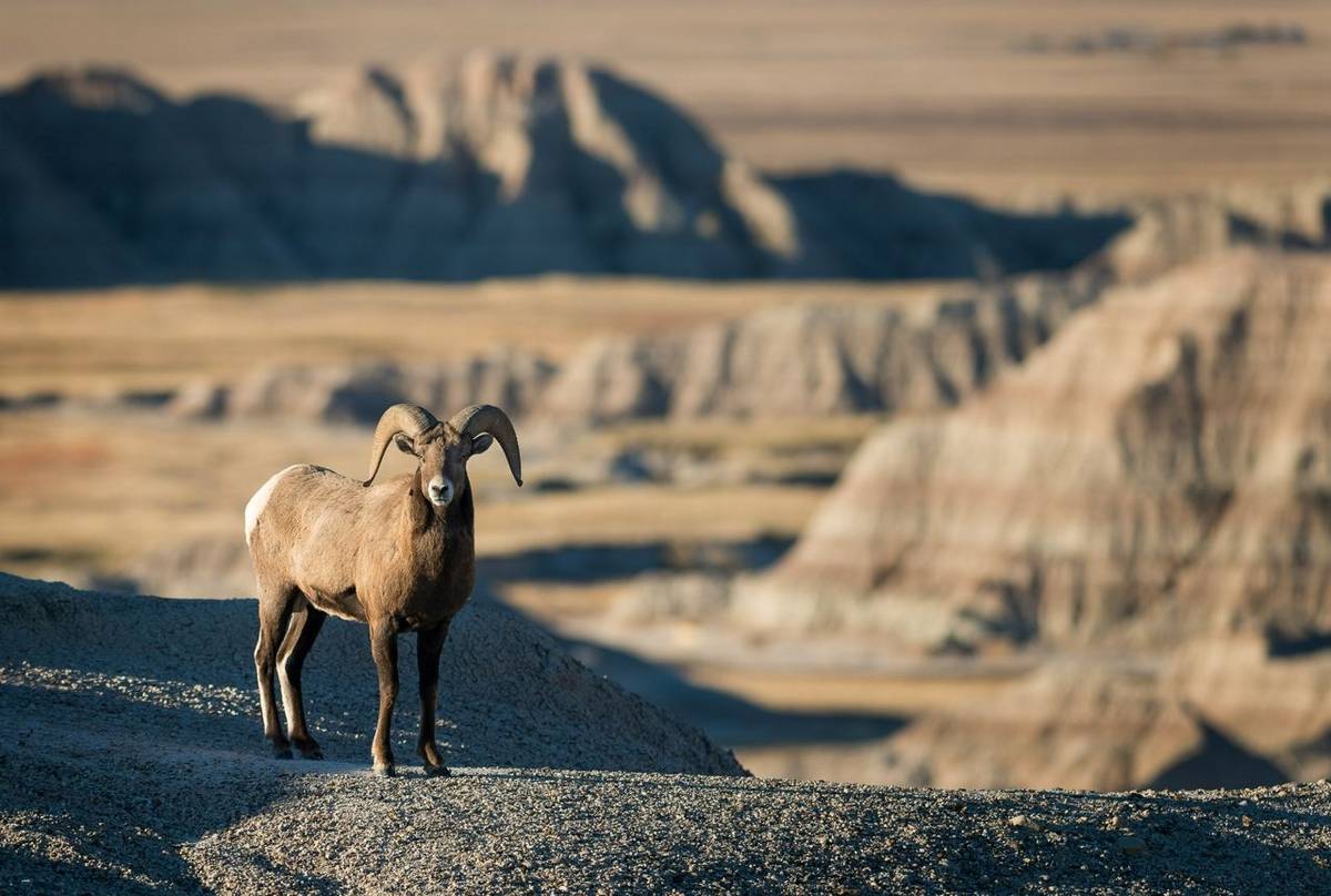 Rocky Mountain Bighorn Sheep shutterstock_338387576.jpg