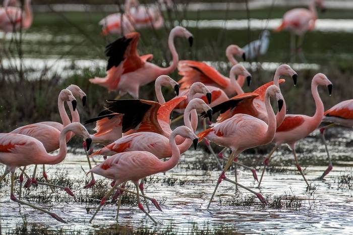 Chilean Flamingos Shutterstock 654990355