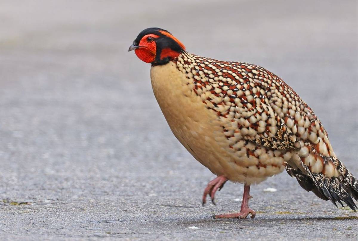 Cabot's Tragopan, China shutterstock_2735809987.jpg