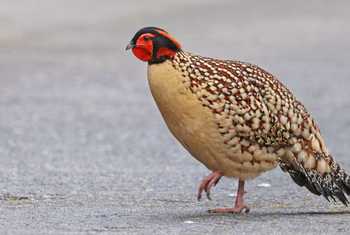 Cabot's Tragopan, China shutterstock_2735809987.jpg