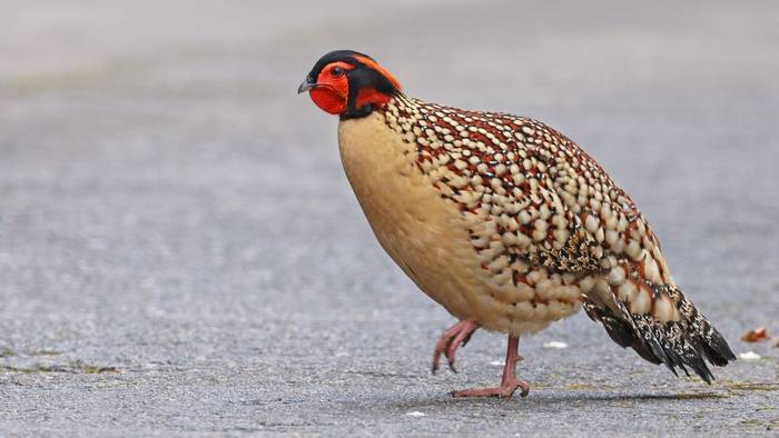 Cabot's Tragopan, China shutterstock_2735809987.jpg