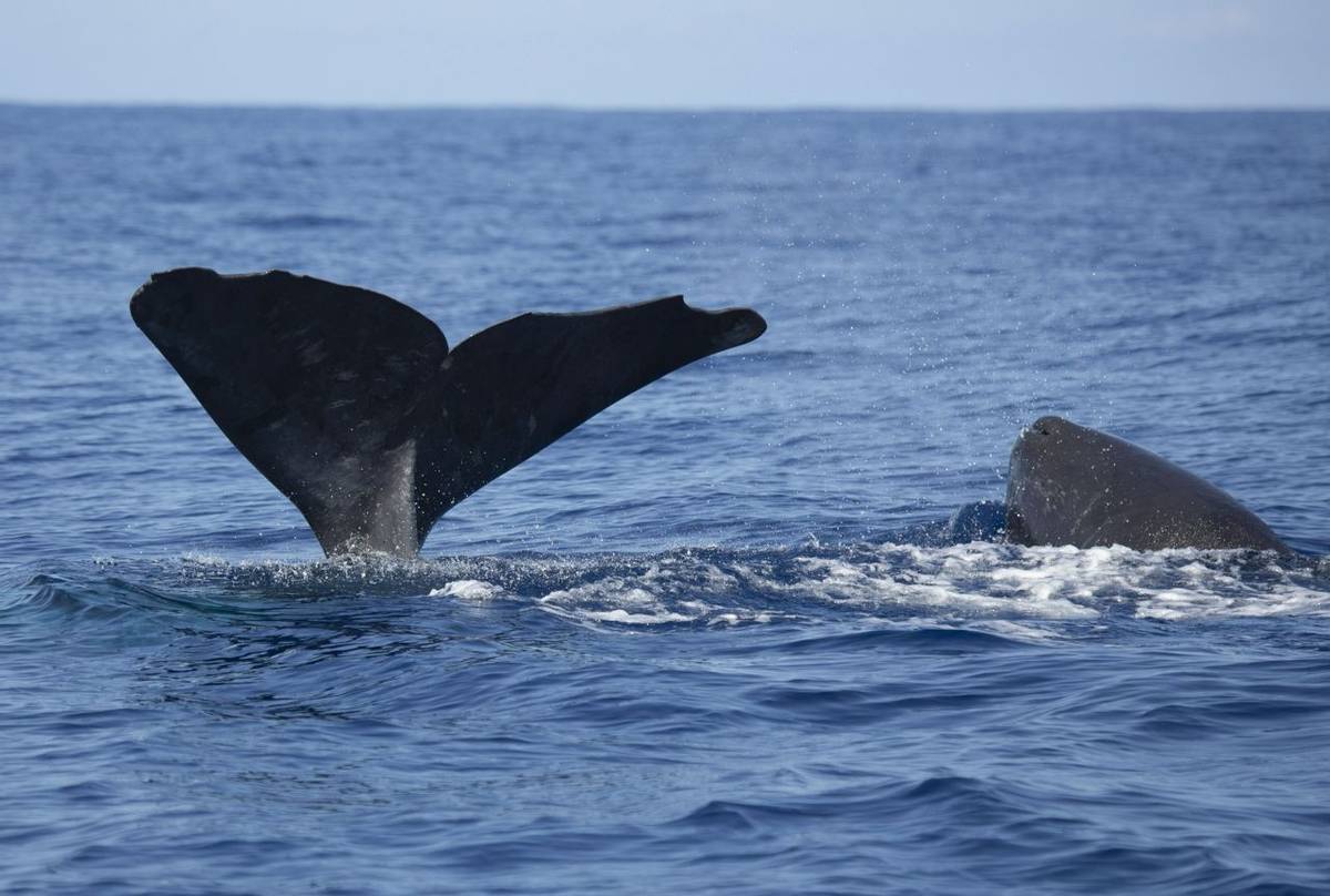Sperm Whale With Calf