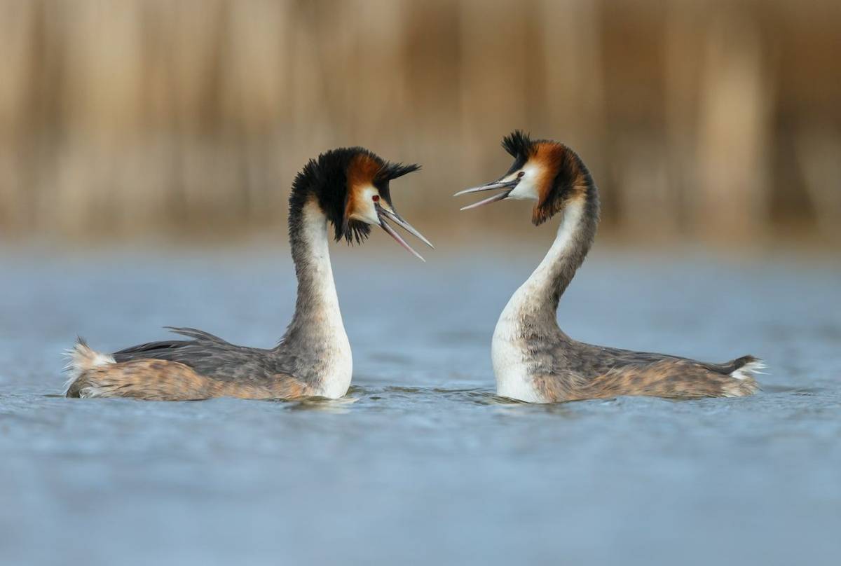 Great Crested Grebes