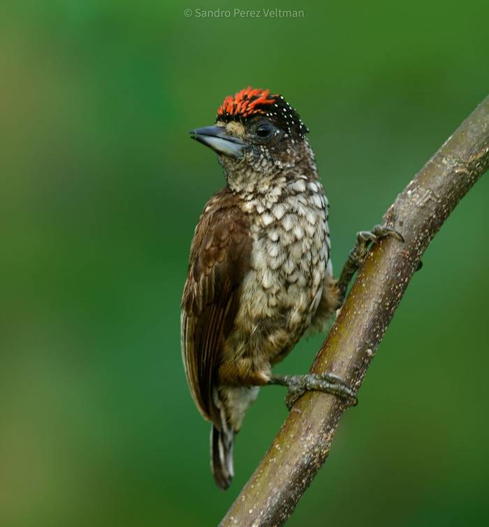 Arrowhead Piculet © Sandro Perez Veltman